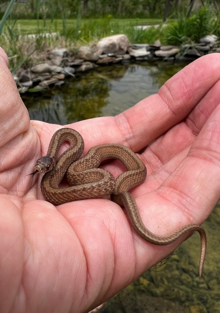 DeKay's Brown Snake